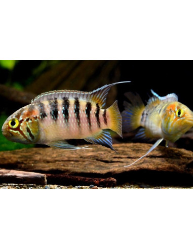 Nannacara adoketa 4-5cm