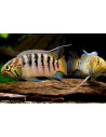 The nannacara is 4-5 cm long.