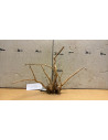 Racine Spiderwood S 21-30 CM  4110