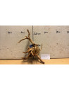 Racine Spiderwood S 21-30 CM  4107