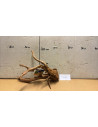 Racine Spiderwood S 21-30 CM  4099