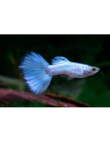 Guppy Metallic Blue Neon mâle (Poecilia reticulata Metallic Blue Neon) 3,5-4cm
