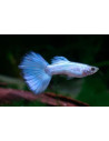 Guppy Metallic Blue Neon mâle (Poecilia reticulata Metallic Blue Neon) 3,5-4cm