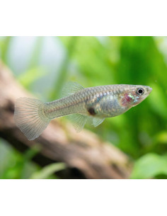 Endler femelle (Guppy Endler Female) 2-2,5cm