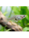 Guppy Endler Female 2-2,5cm