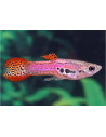 guppy male red endler 2.5-2.7cm