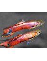 guppy male endler magenta 2.5-2.7cm