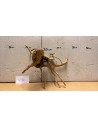 Racine Spiderwood S 21-30 CM  4094