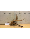 Racine Spiderwood S 21-30 CM  4089
