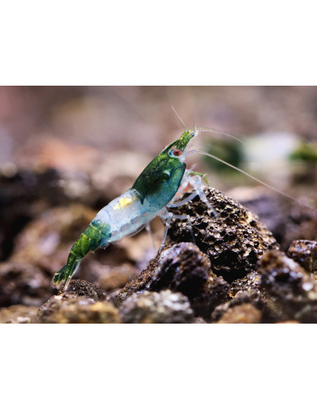 Green Rili shrimp (Neocaridina heteropoda "Green Rili") 1-1.5 cm