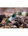 Green Rili shrimp (Neocaridina heteropoda "Green Rili") 1-1.5 cm