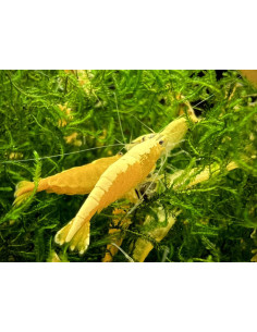 Neocaridina Golden TOP