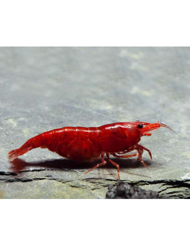 Neocaridina davidi "Bloody Mary"  1-1,5cm