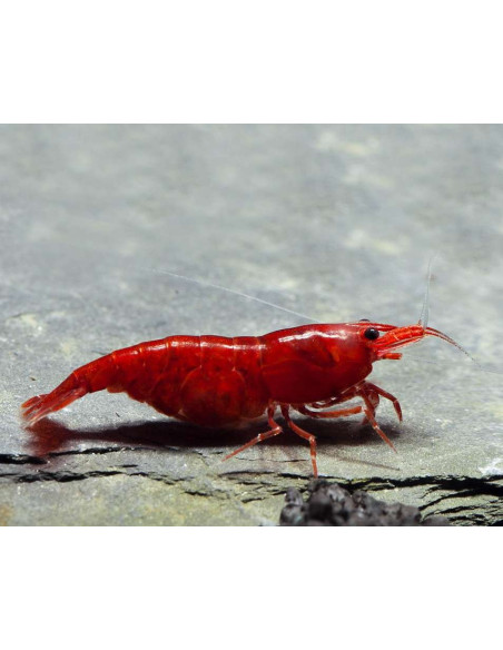 Neocaridina davidi "Bloody Mary"  1-1,5cm