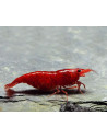 Neocaridina davidi "Bloody Mary"  1-1,5cm