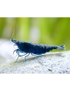 Neocaridina Blue Sapphire