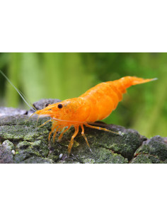 Neocaridina Orange Bloody