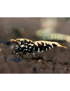 Caridina sp. cf. cantonensis "Black Pinto"