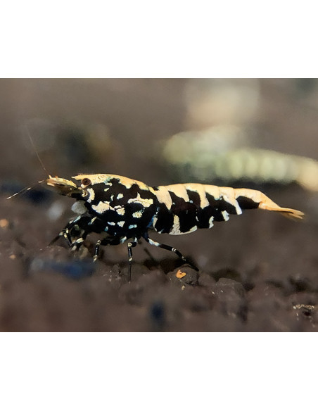 Caridina sp. cf. cantonensis "Black Pinto"