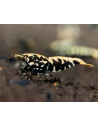 Caridina sp. cf. cantonensis "Black Pinto"