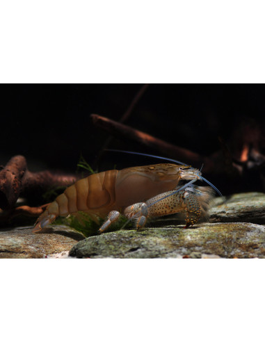 Atyopsis Gabonensis 4-5cm Wild