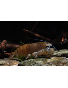 Atyopsis Gabonensis 5-6cm Wild