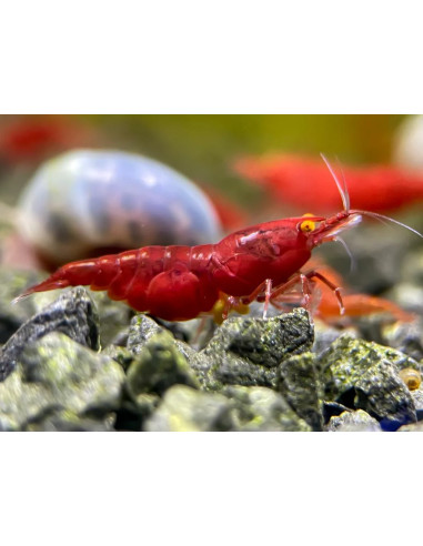 copy of Neocaridina Blue Sapphire