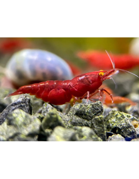 copy of Neocaridina Blue Sapphire