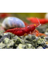 copy of Neocaridina Blue Sapphire