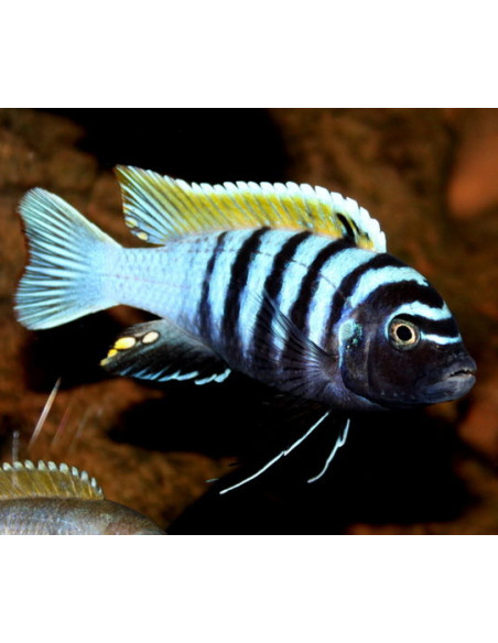 Cynotilapia zebroides Jalo Reef 4-6cm F1
