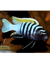 Cynotilapia zebroides Jalo Reef 4-6cm F1