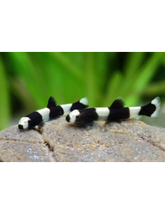Yaoshania pachychilus 2-3cm