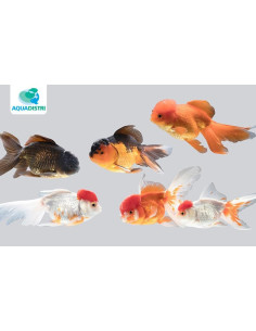 Voile de Chine - oranda Mix 10-12cm