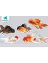 Voile de Chine - oranda Mix 10-12cm
