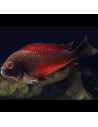 Tropheus moori "Chipimbi" Red F1 4-5cm