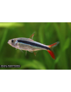 Thayeria sp.rio teles pierres