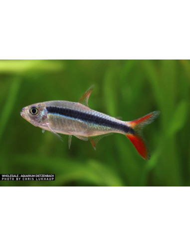 Thayeria sp.rio teles pierres