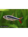 Thayeria sp.rio teles pierres