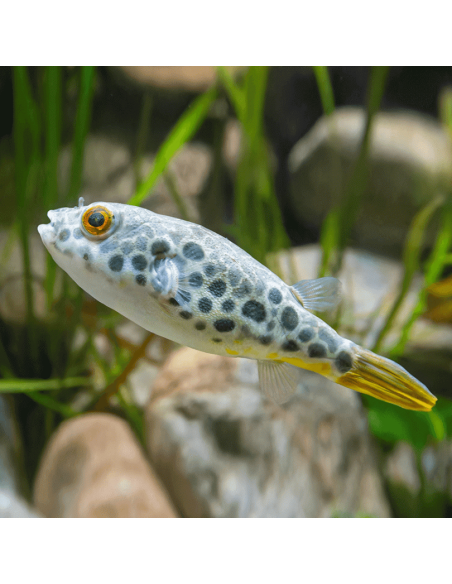 Tetraodon schoutedeni sauvage 5-7cm