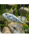 Tetraodon schoutedeni sauvage 5-7cm