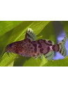 Synodontis nigrita 5-8cm