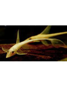 Sturisomatichthys aureum Gold 5-7cm