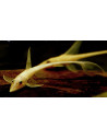 Sturisomatichthys aureum Gold 5-7cm