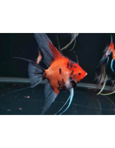 Scalaire koi red 8-10cm