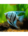 Scalaire bleu