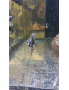 Scalaire marbré bleu 3-4cm