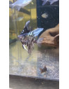 Scalaire marbré bleu 3-4cm