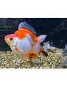 Ryunkin Mix Shortail 5-6cm