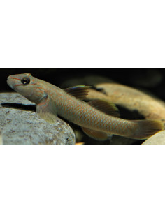 Rhinogobius candidianus