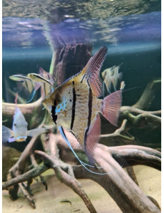 Pterophyllum sp. Peru "Rio Nanay" 6-8cm
